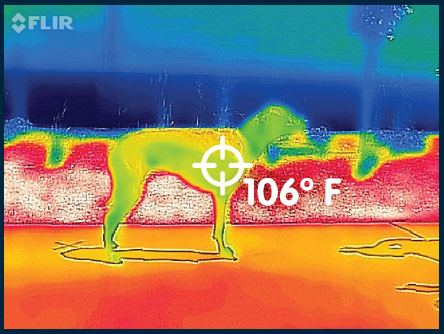 badanie temperatury ciała psa bez kamizelki chłodzącej ruffwear
